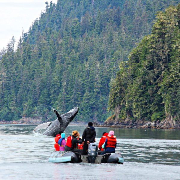 Whale Breach with skiff. Photo courtesy of UnCruise Adventures