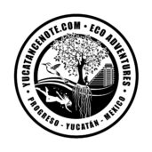Yucatan Cenote Logo
