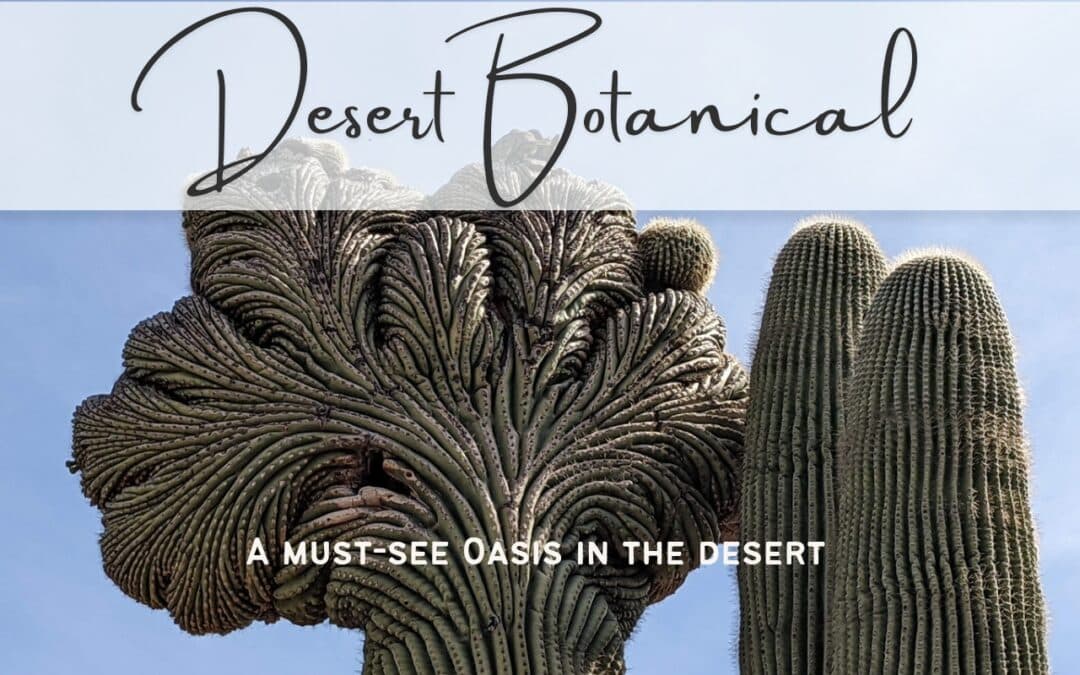 Desert Botanical Garden: a beautiful oasis in the Sonoran Desert