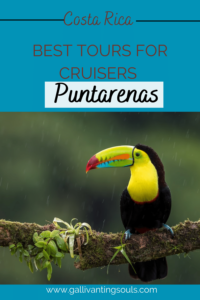 Tucans are just one of the many species of birds you can see, which makes it one of the must- do tours from Puntarenas.