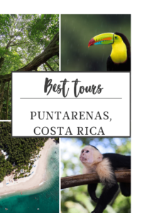 On the best tours from Puntarenas, cruisers may see wildlife such as the white capuchin, Hawler Monkey, many bird species, beautiful waterfalls, and amazing ocean views.