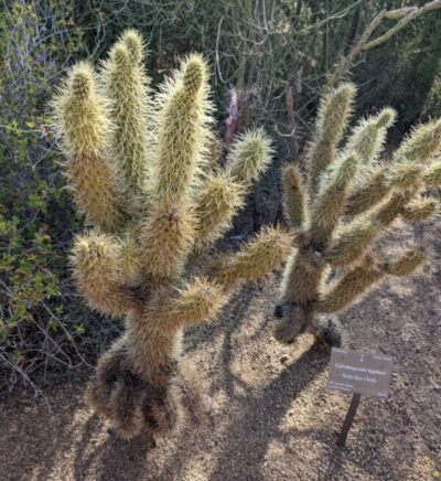 Two small Teddy Bear Cholla Cactus. A very common cactus in Arizona, but is still woth finding at the Desert Botanical Gardens.