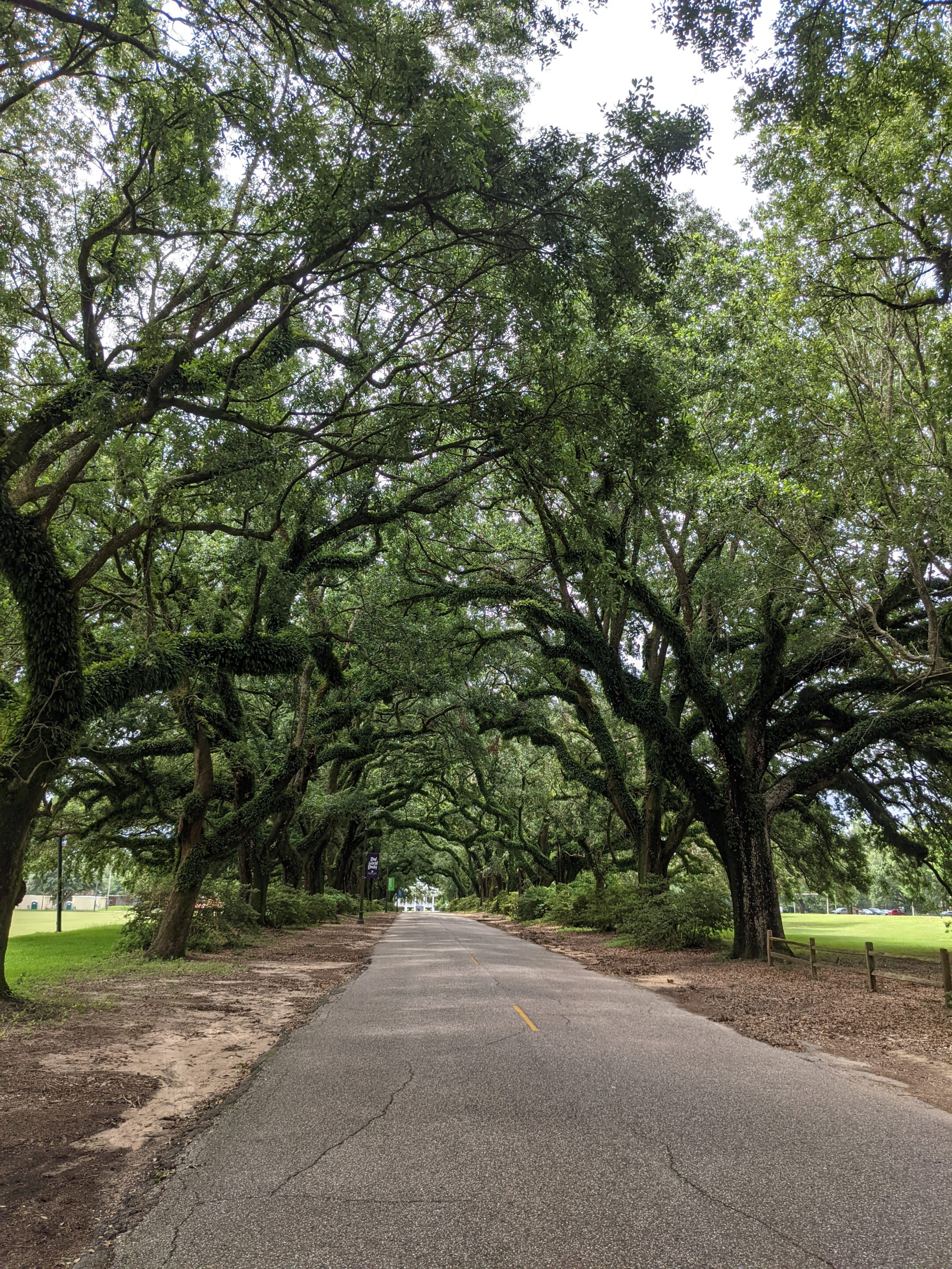 Old oak trees line road making a shady canopy