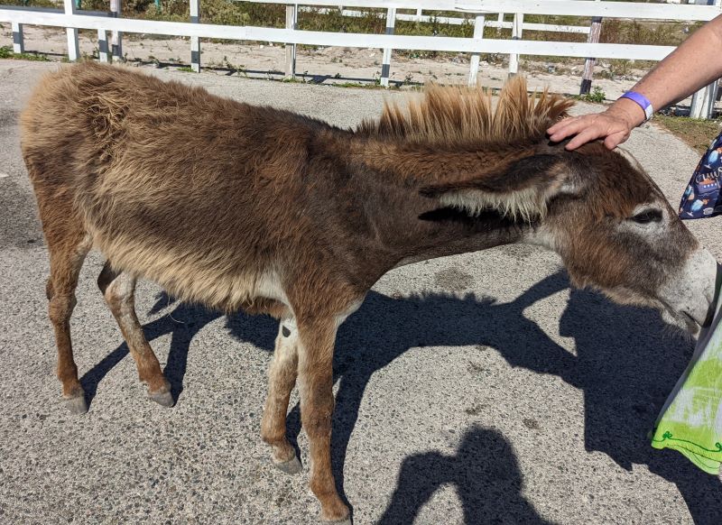 One of the many wild donkeys on Grand Turk.