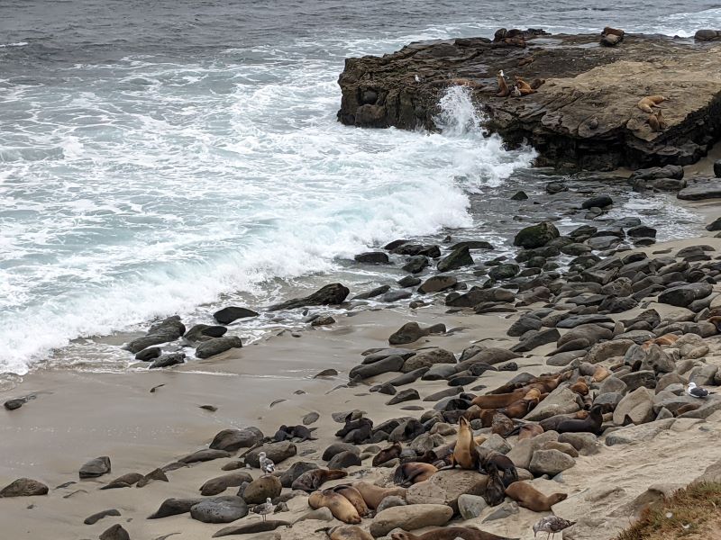 blue water and waves crashing next to sea lions at La Jolla.