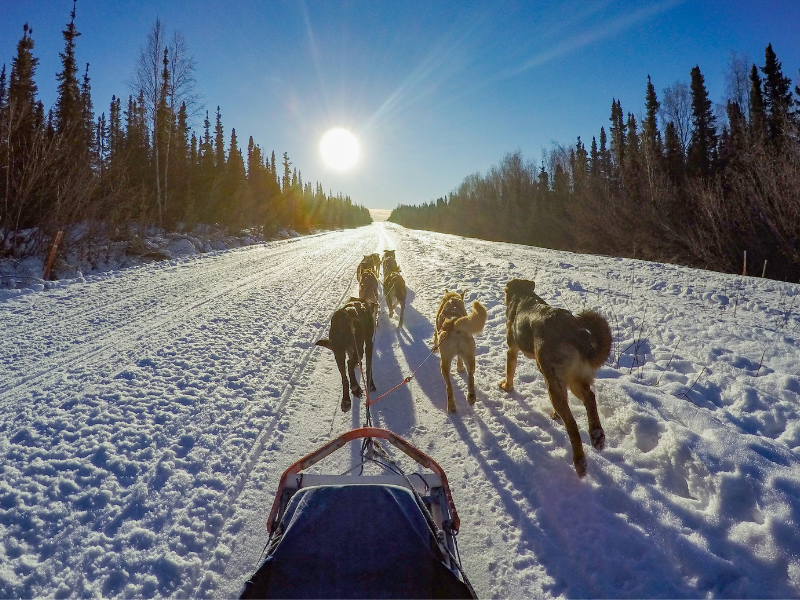 A Must do excursion on port days dog sledding 