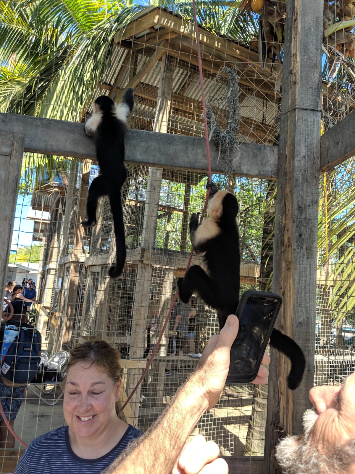 Spider monkeys in cage with unsuspecting guests