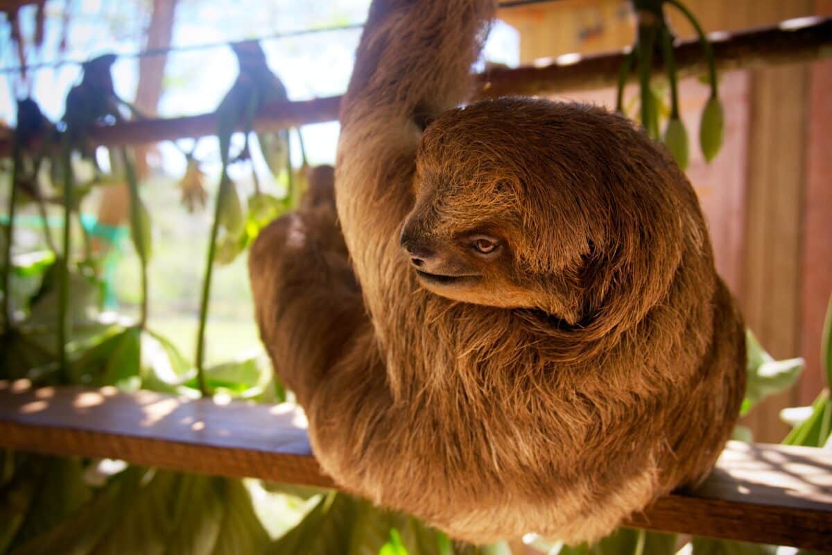 All You Need To Know About Monkey Sloth Hangout Roatan | Gallivanting Souls